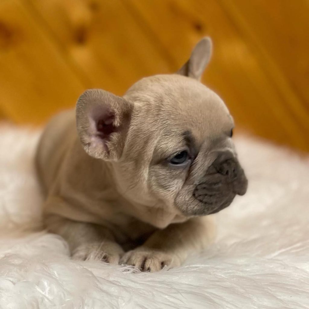 Nearby Love – Frenchies for Sale Near Me – Find Your Furry Friend!
