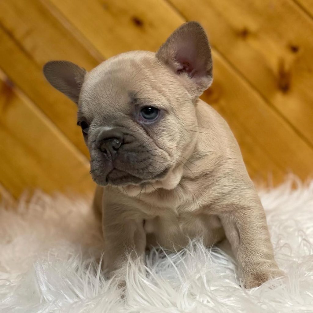 Local Puppy Parade – Frenchie Puppies for Sale Near Me – Pick Your Pal!