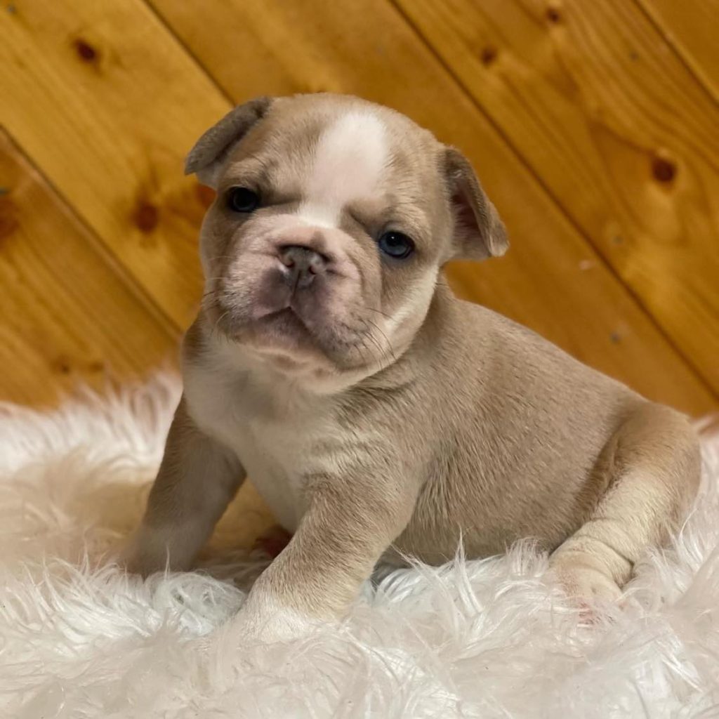 Find Nearby Puppy Love – Adorable Frenchie Puppies for Sale Near You!