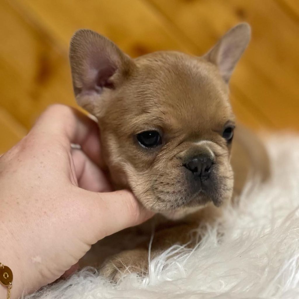 Sweet and Sophisticated – French Bulldog for Sale – Your Elegant Companion!