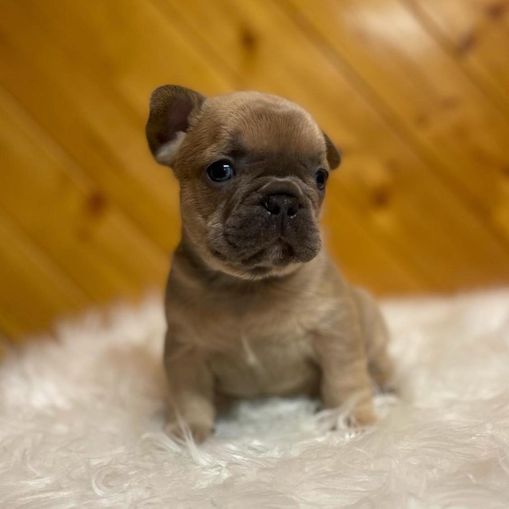 Discover Joy in Frenchie Puppy Love – Your Bundle of Joy Awaits Adoption!