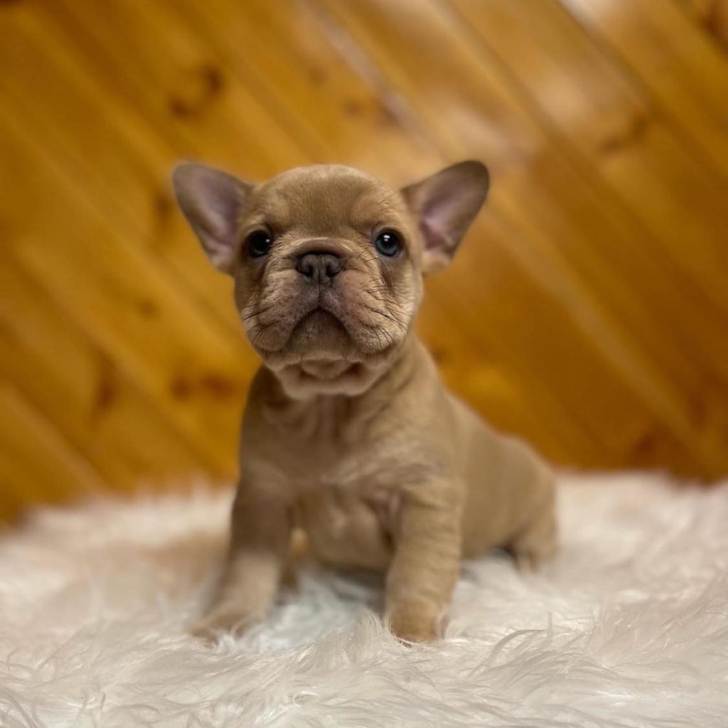 Local Puppy Love – French Bulldog Puppies for Sale Near Me – Your Nearby Bundle of Joy!