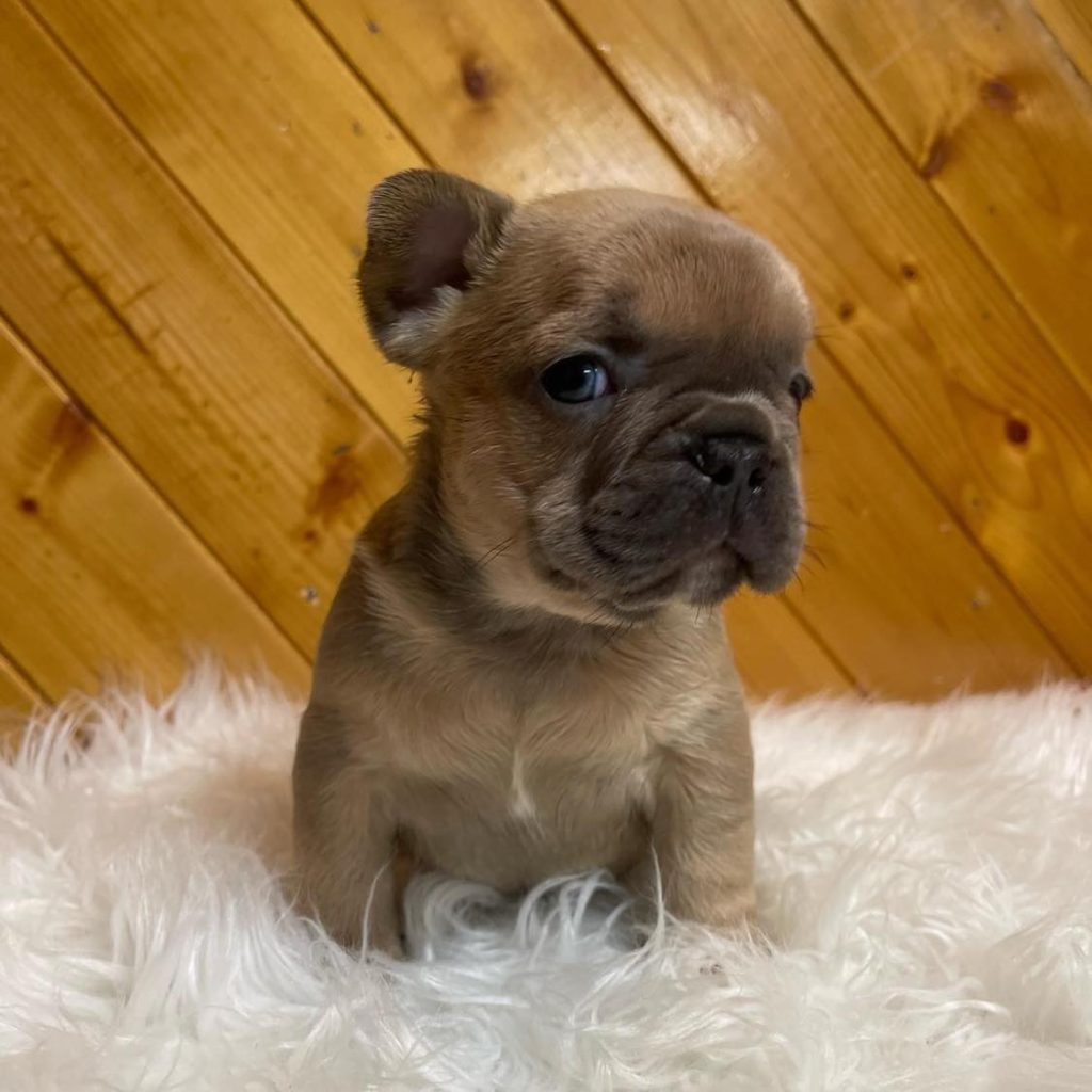 Explore Our Frenchie Puppies for Sale – Cute, Playful, and Available!