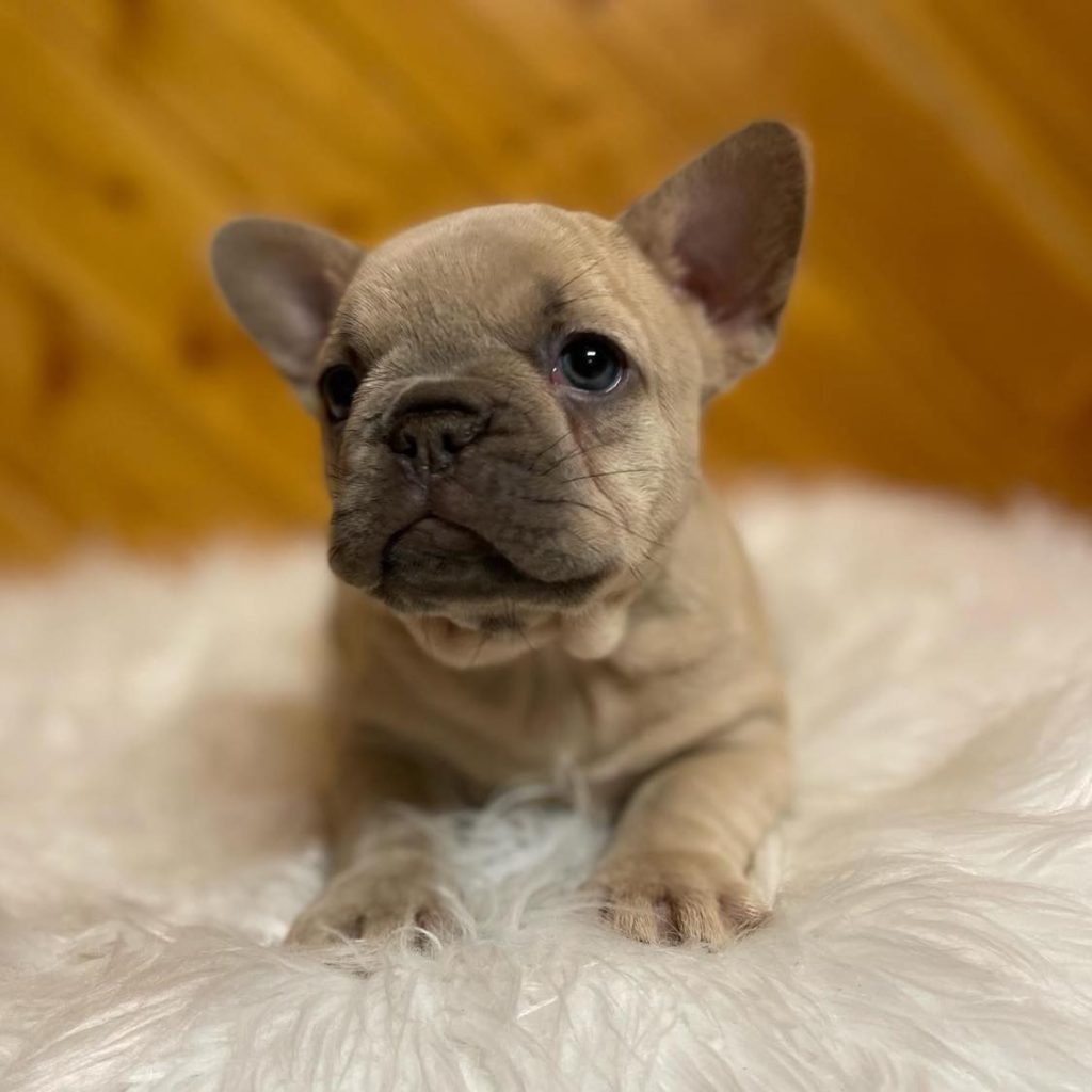 Meet Your Match – A Frenchie for Sale – Loving and Loyal!