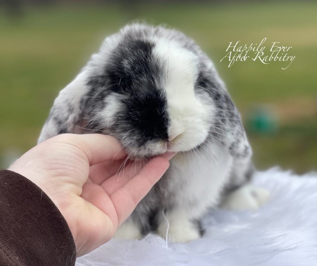 Rabbit for adoption near me 