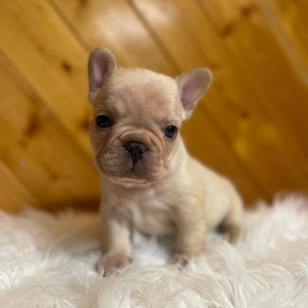 Adorable Frenchies for Sale – Your Perfect Cuddle Buddy Awaits!