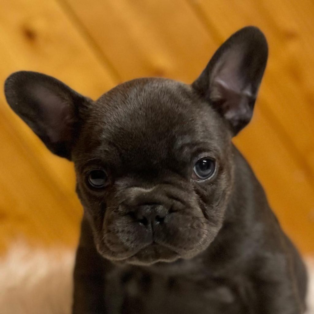 Local Love – French Bulldogs for Sale Near Me – Your Nearby Companion Awaits!