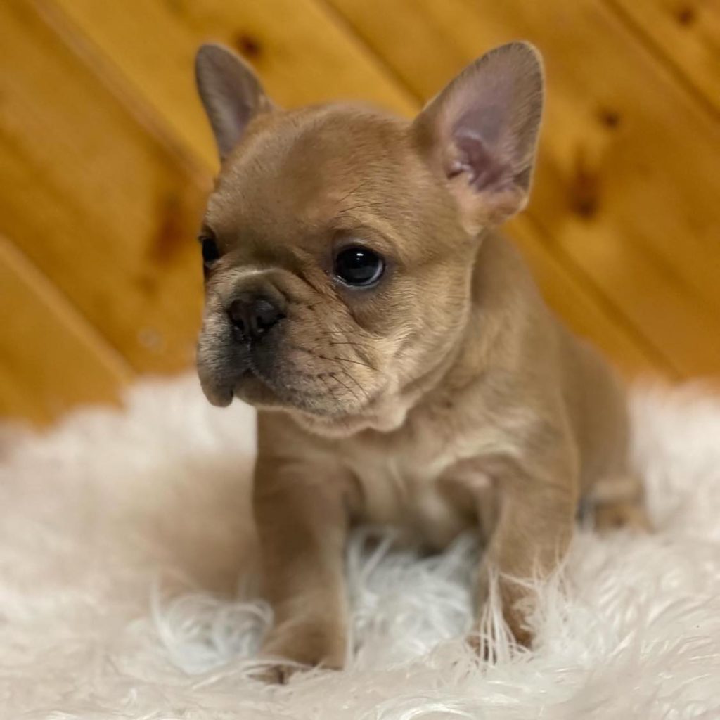 Fashionably Yours – French Bulldog for Sale – A Trendy Furry Pal!
