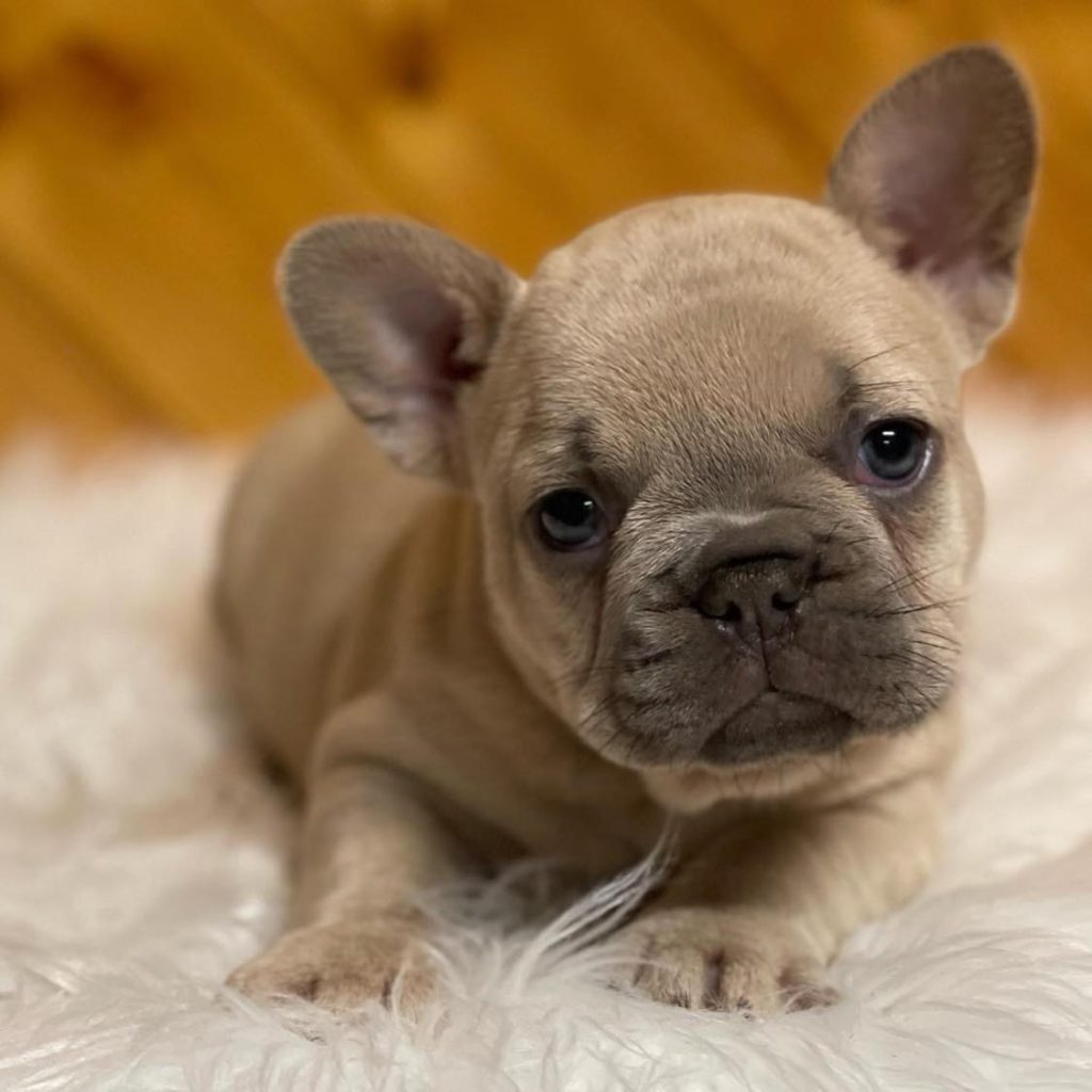 Puppy Love Unleashed – Frenchie Puppies for Sale – Ready to Play!
