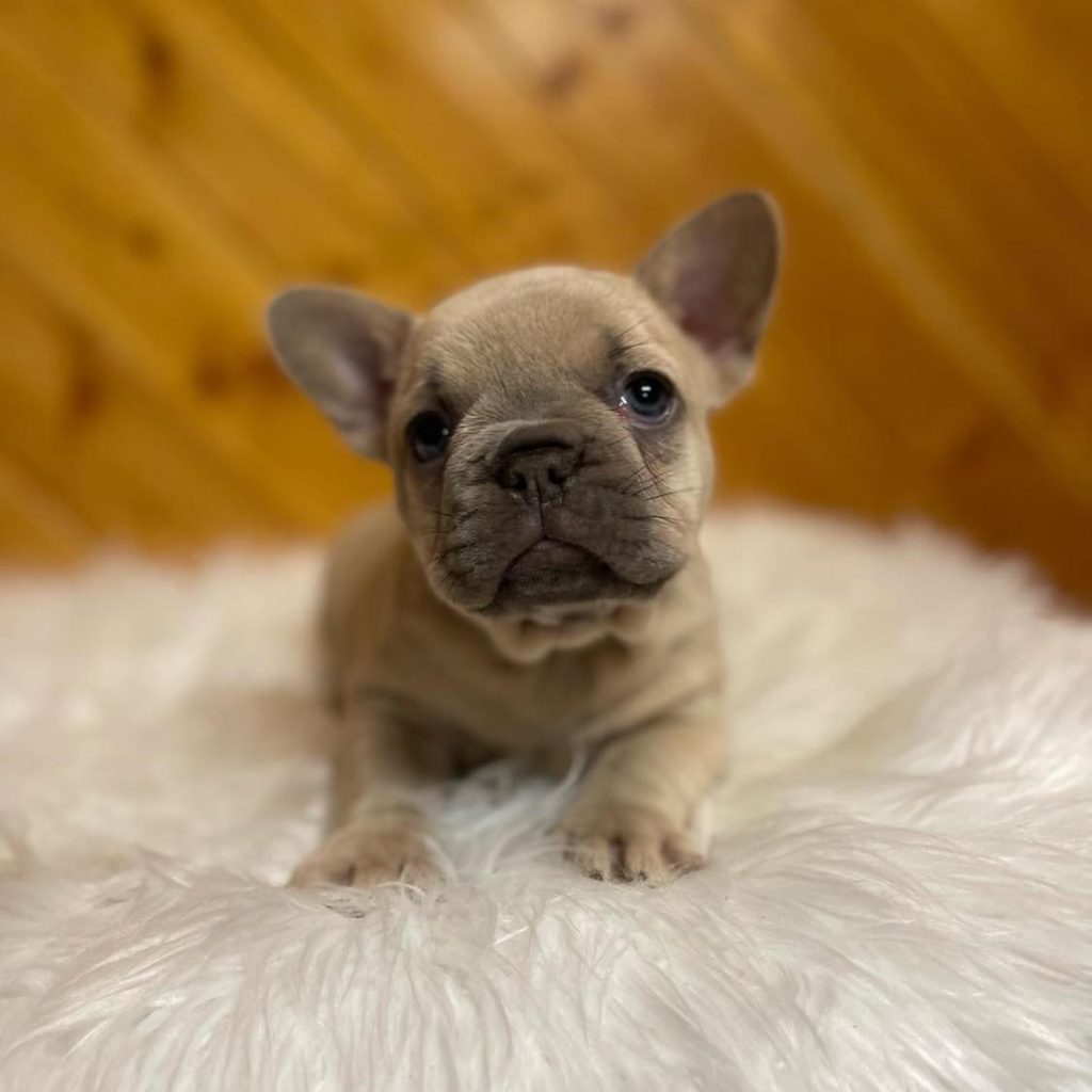 Cherish Every Kiss – A Frenchie for Sale – Ready to Steal Hearts!