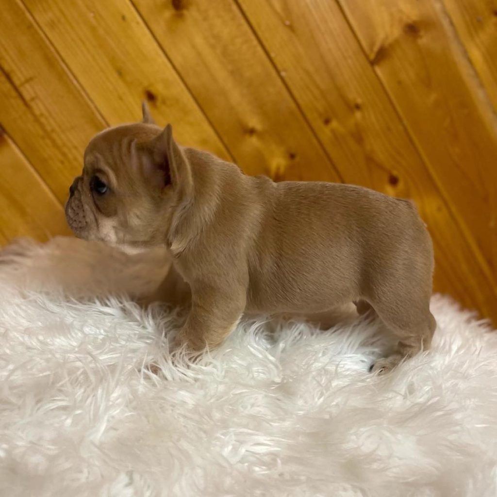 Cuddle Royalty – French Bulldog for Sale – Find Your Majestic Match!