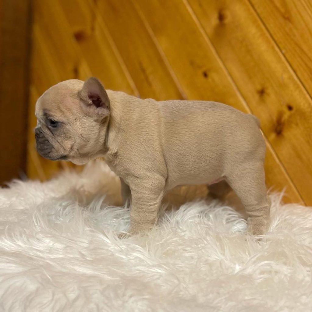Close to Your Heart – Frenchie Puppies for Sale Near Me – Find Love Nearby!