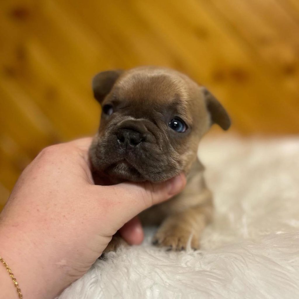 Frenchies for Sale Near Me – Local Loveable Companions Ready to Adopt!