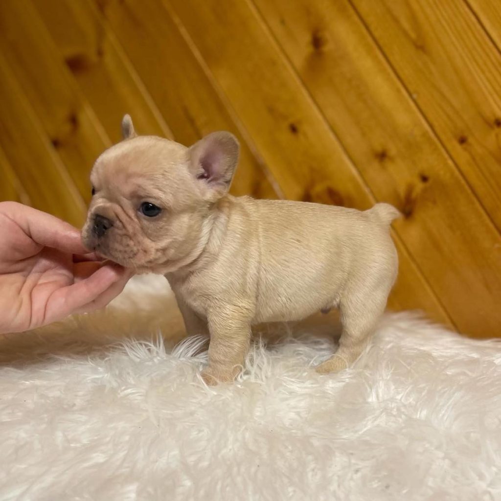 Discover Joy in Frenchie Adoption – Irresistible Frenchies for Sale!