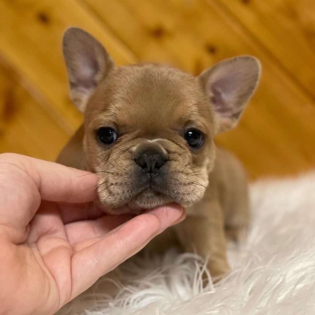 Furry Royalty – French Bulldogs for Sale – Adopt Your Crowned Friend!