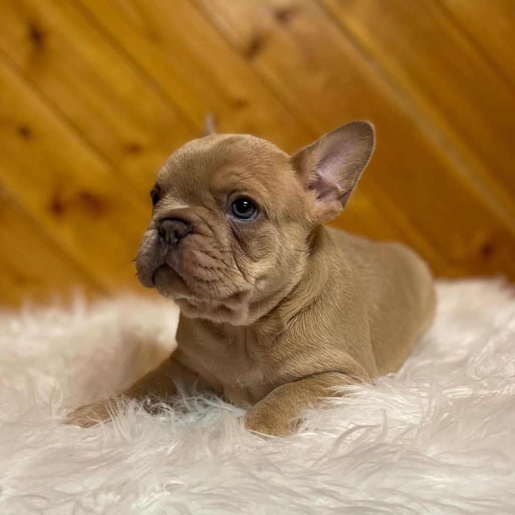 Find Local Cuteness – Explore French Bulldog Puppies for Sale Near You!