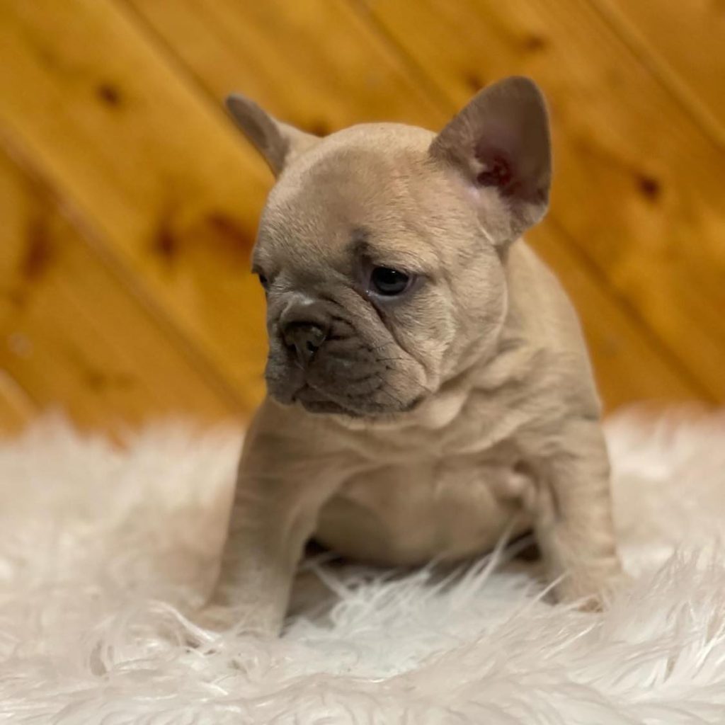 Pawsitively Adorable – Frenchie Puppies for Sale – Meet the Cuteness!