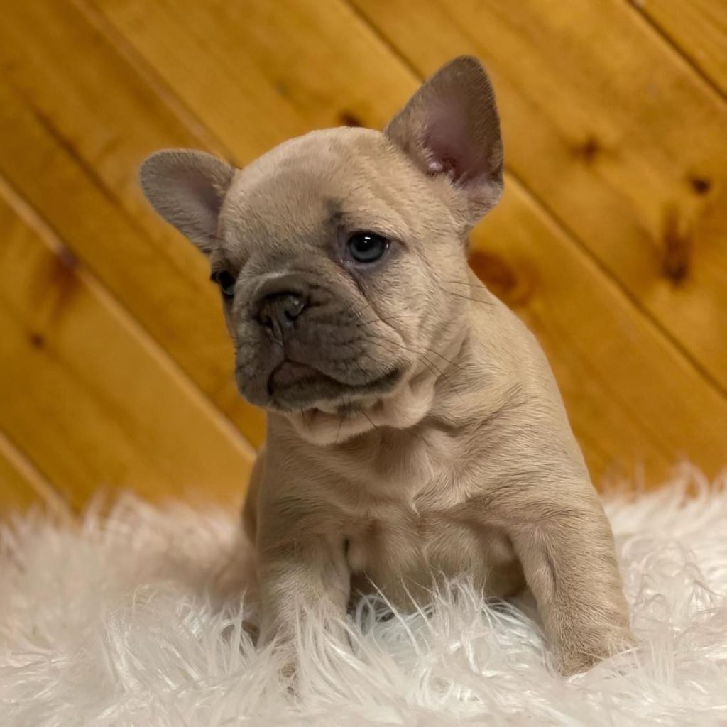 Adorable Neighbors – Frenchie Puppies for Sale Near Me – Ready to Melt Hearts!