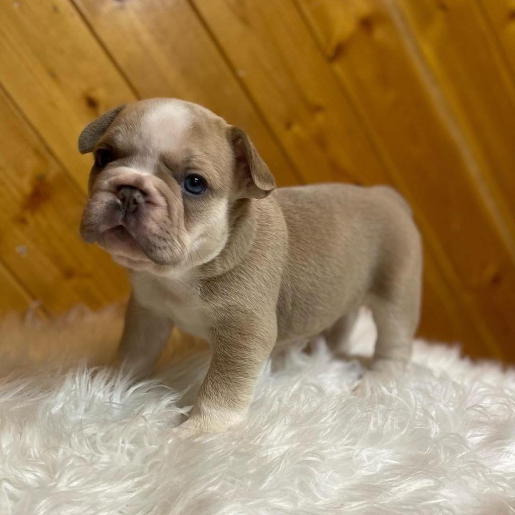 Discover Joyful Companionship – French Bulldogs for Sale – Irresistibly Cute!