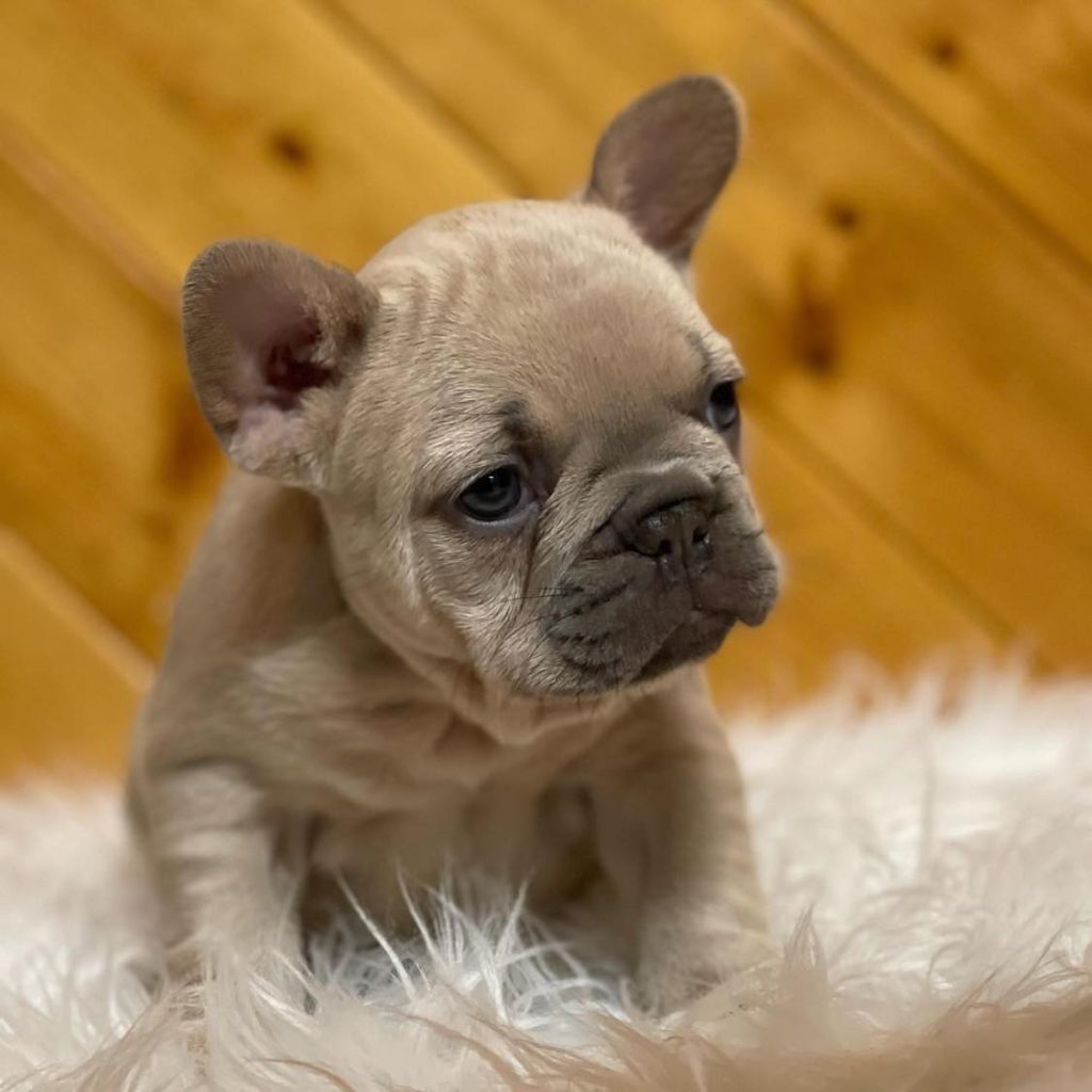 Community Cuteness – Frenchies for Sale Near Me – Adopt Locally!
