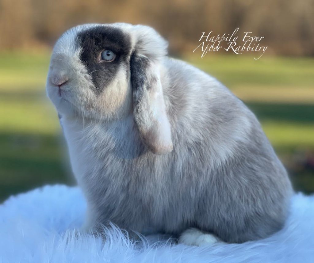Bundle of Joy: Bunny Ready to Bring Love and Laughter to Your Home