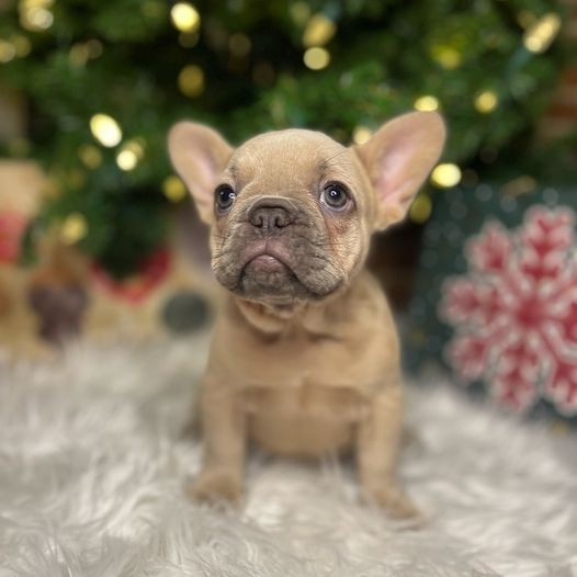 frenchies for sale