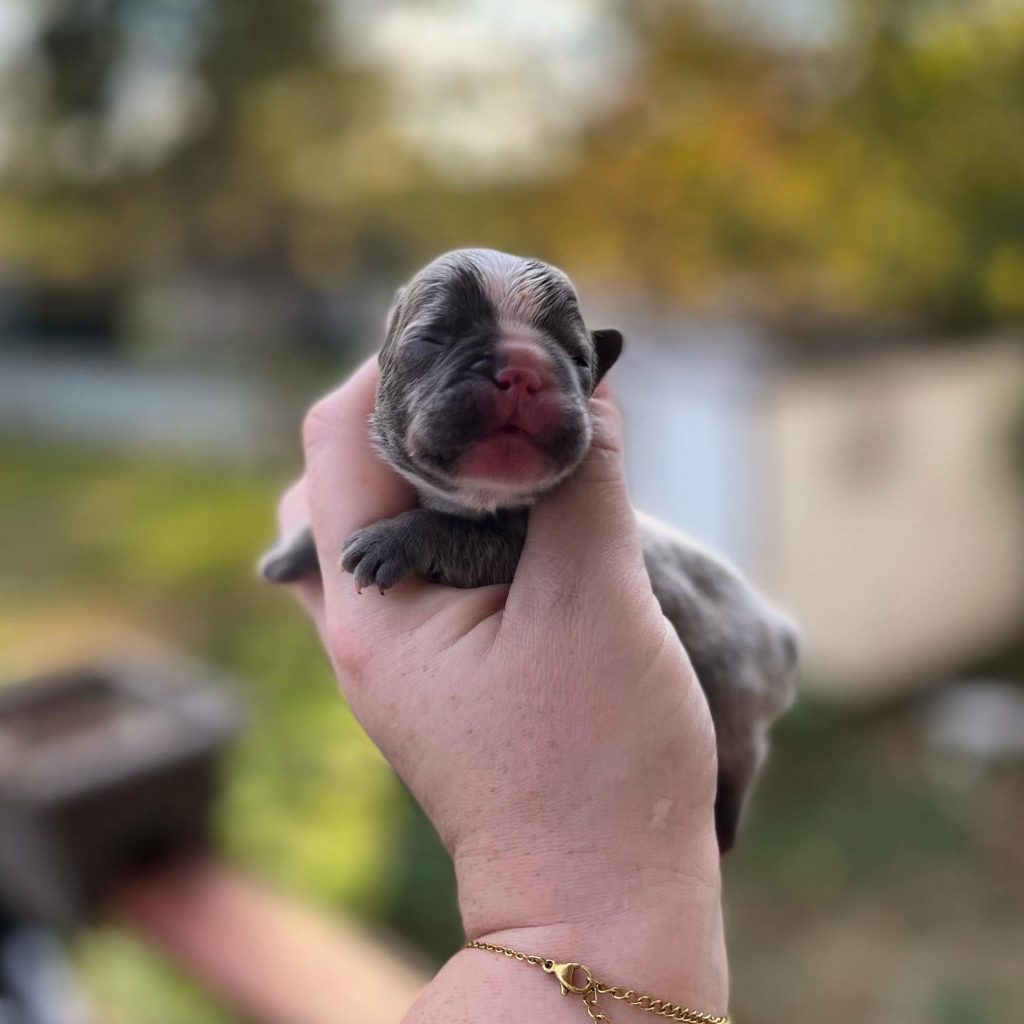 blue pied frenchie puppy for sale