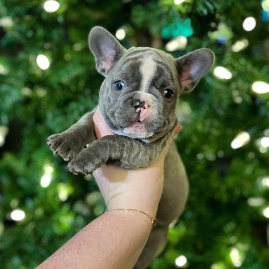 beautiful frenchie puppies for sale