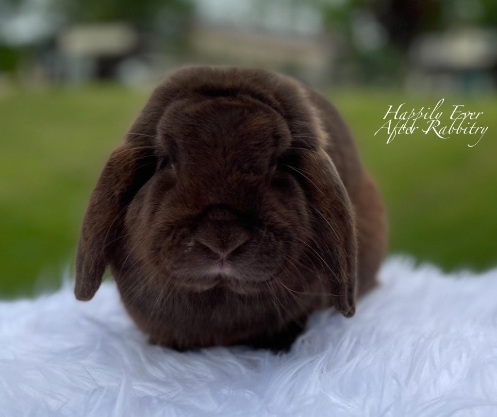beautiful lopped ear bunny