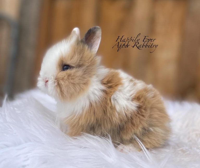 lionhead rabbit bunny