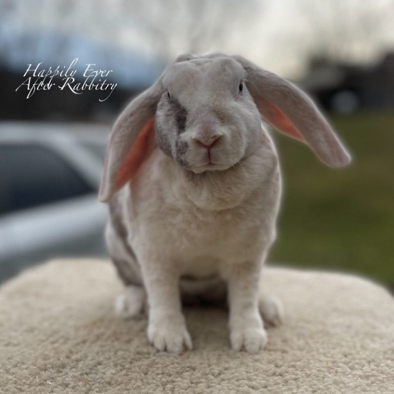 rabbit for adoption