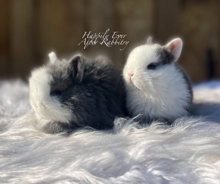 Welcome - Happily Ever After Rabbitry - Bunnies For Sale in PA, NJ, & NY