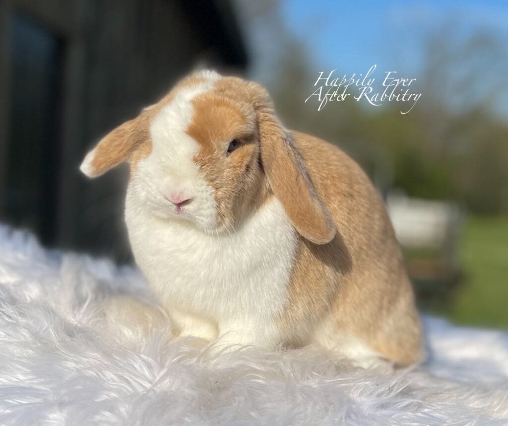 beautiful lopped ear bunny