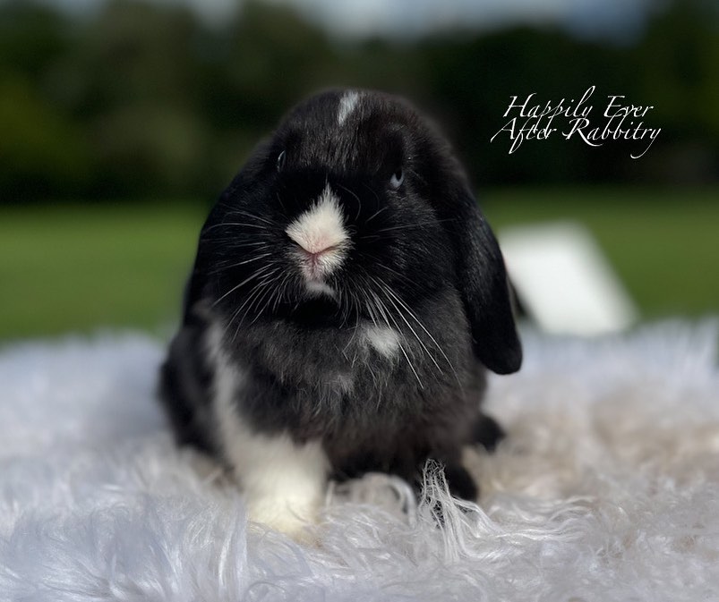 Snuggle Up with Holland Lop Love: Your Fluffy Friend Awaits