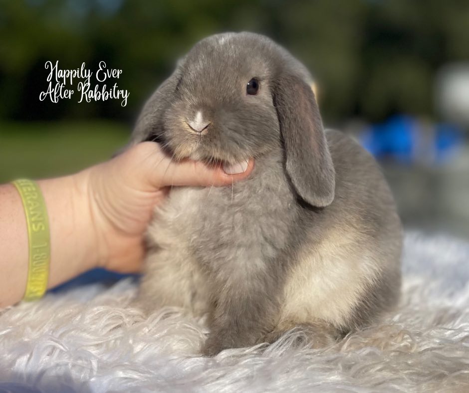 Flop into Fun: Adopt a Holland Lop and Bring Joy into Your Life