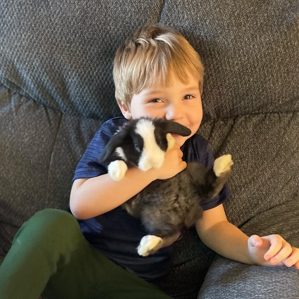 cute baby mini holland lop dwarf bunnies for adoption near me