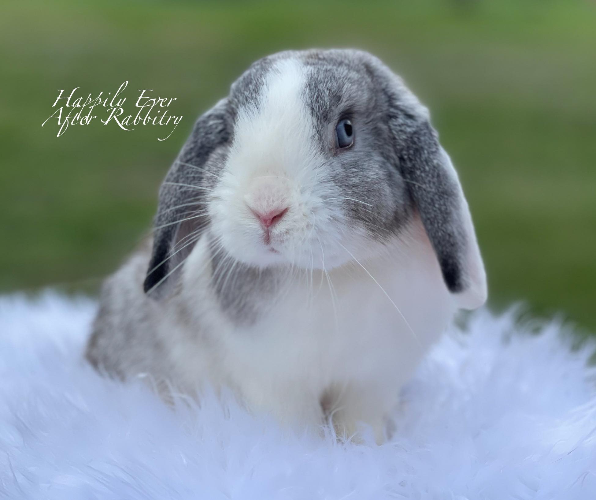 Fluffy Ears, Full Hearts: Holland Lop Bunnies Ready for Adoption