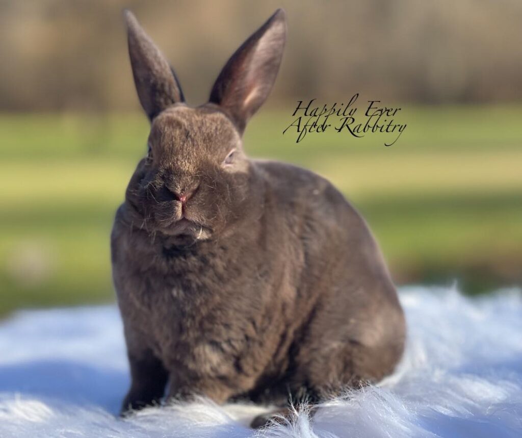 Hoppin' into Your Heart: Rabbit for Sale, Ready to Be Your Furry Sidekick
