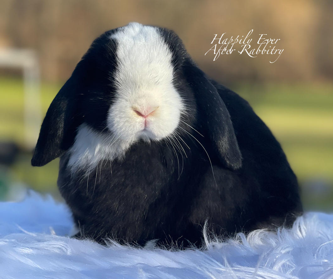 Experience Holland Lop Cuteness: Bring Home Your New Best Friend