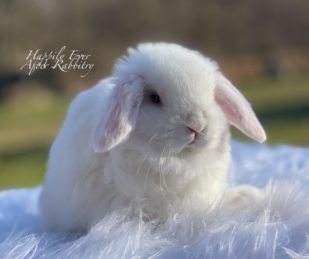 Enchanting Holland Lop Magic: Find Your Fur-ever Friend Today!