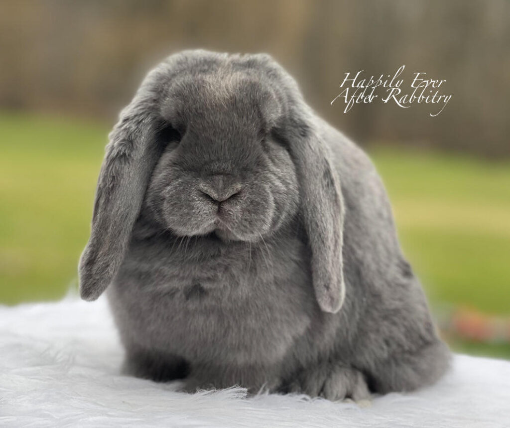Explore Nearby Warrens: Rabbits for Sale Near Me, Find Your Fur-ever Friend