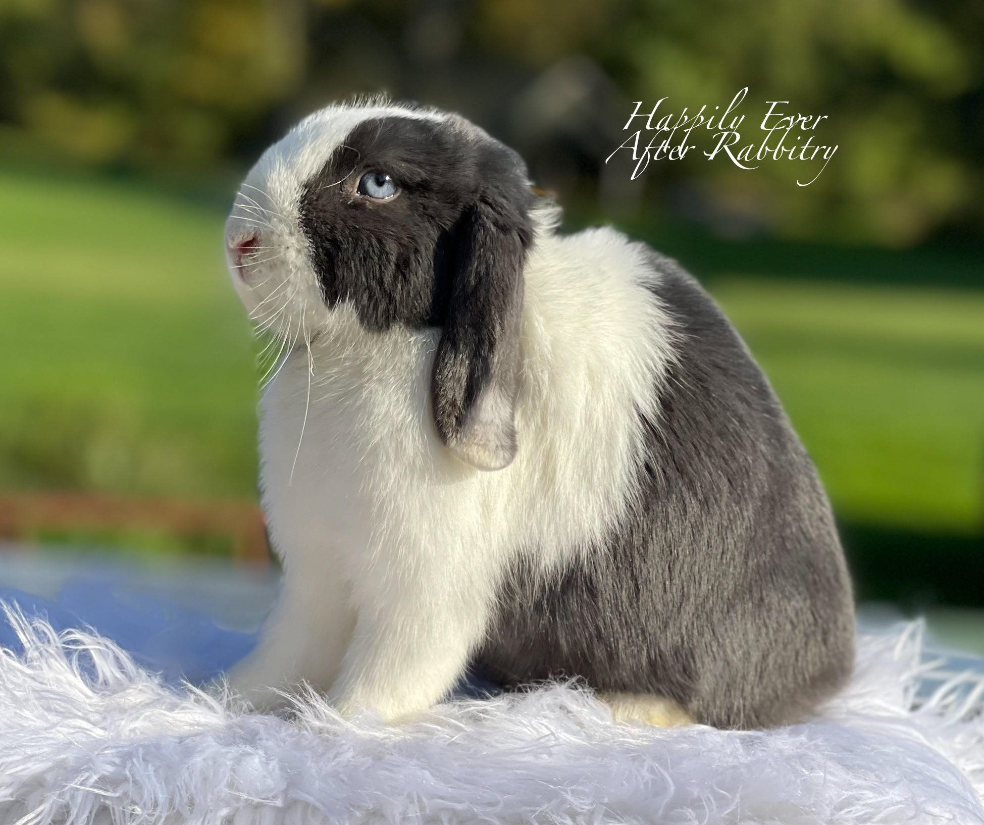 From Holland Lop Haven to Your Home: Find Your Furry Soulmate