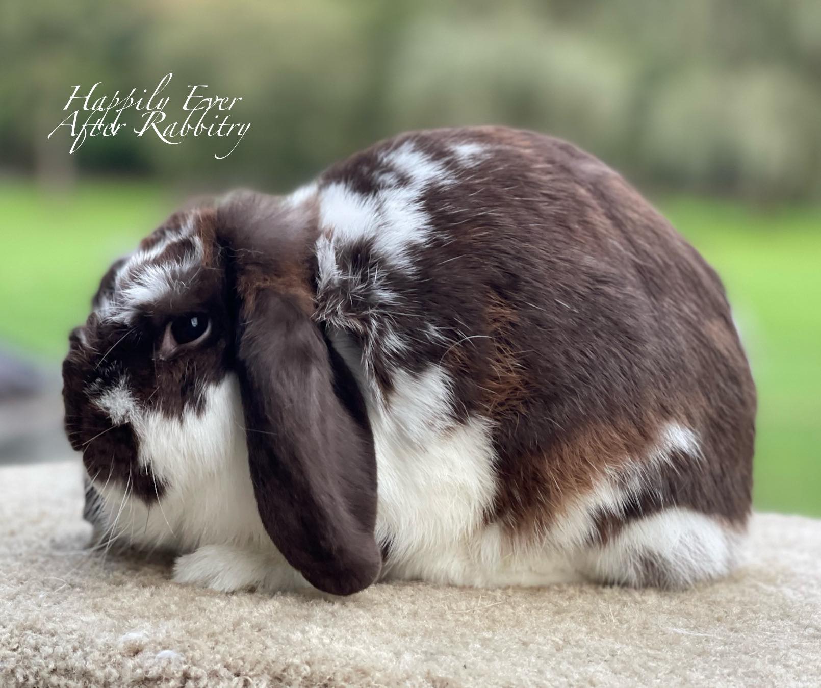 adorable mini lop bunny