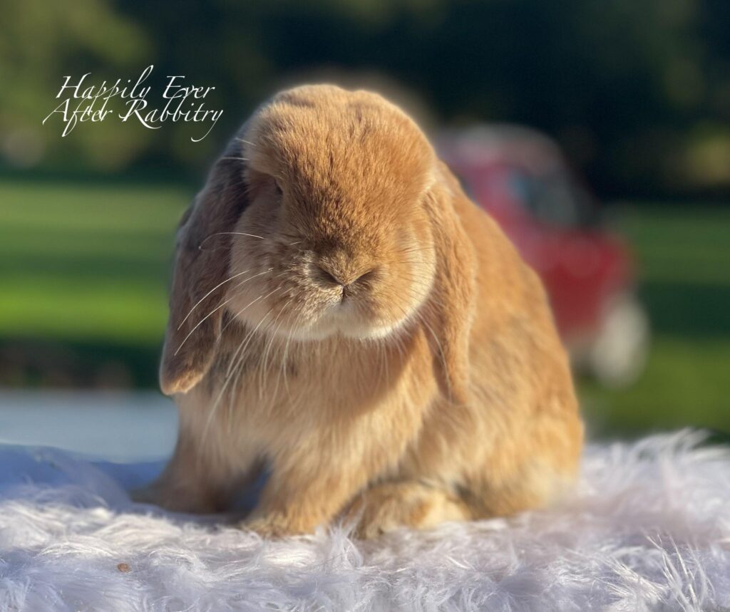Bunny for Adoption