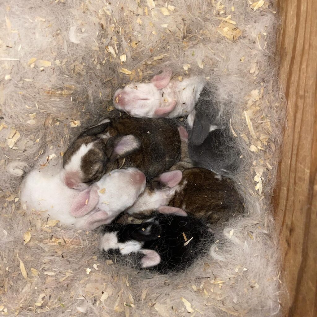 mini plush lop baby bunnies for sale 