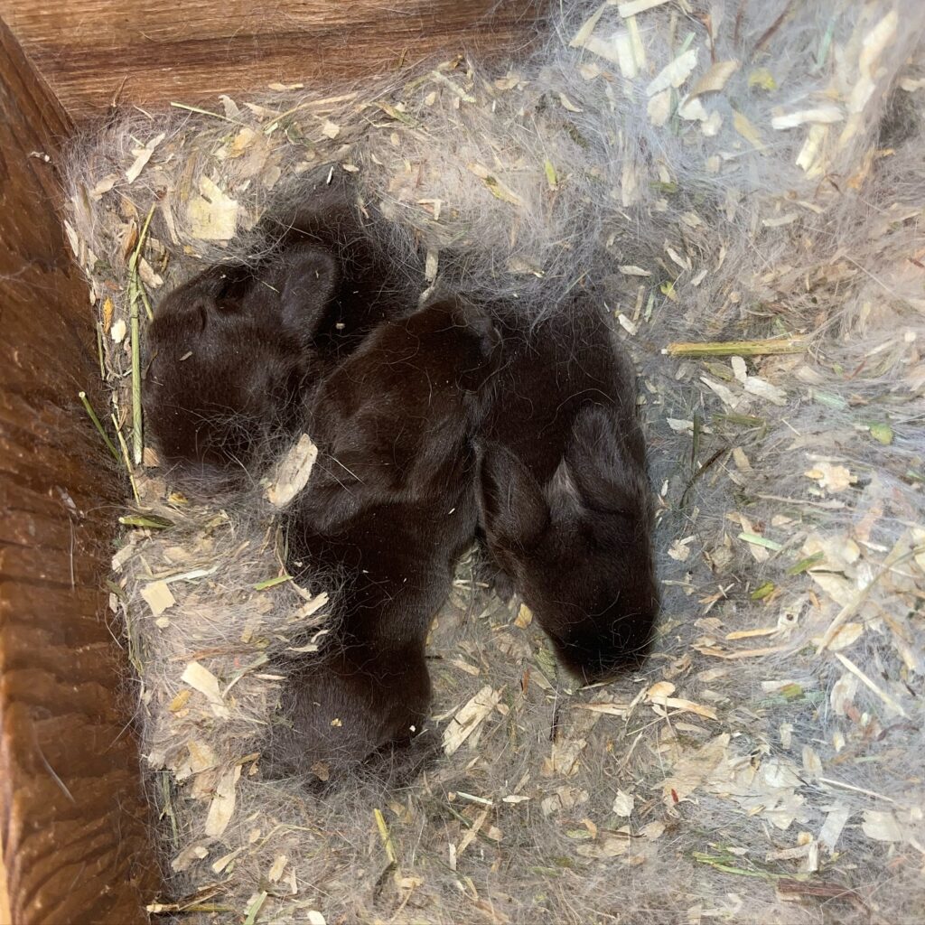baby mini lop bunnies for sale near me 