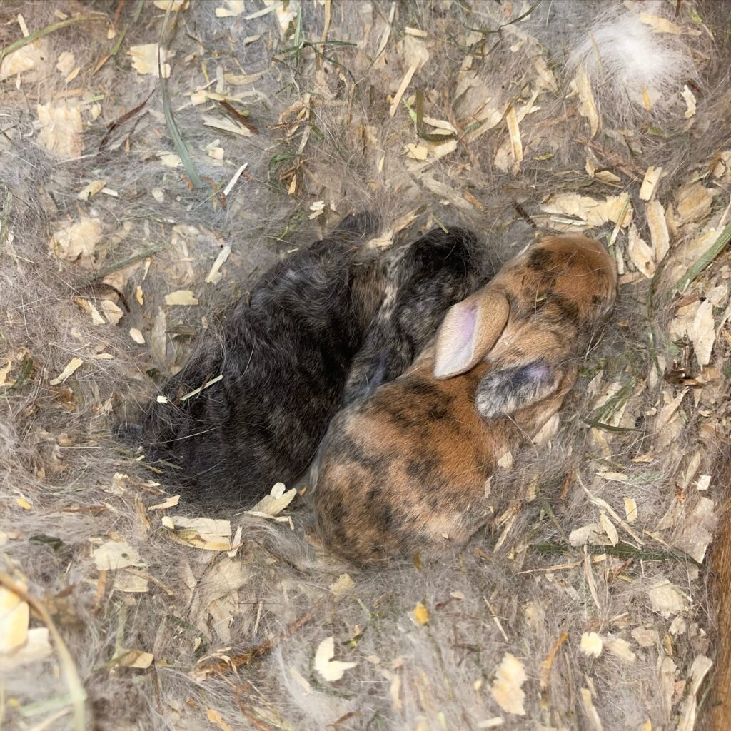 baby bunnies for sale and adoption