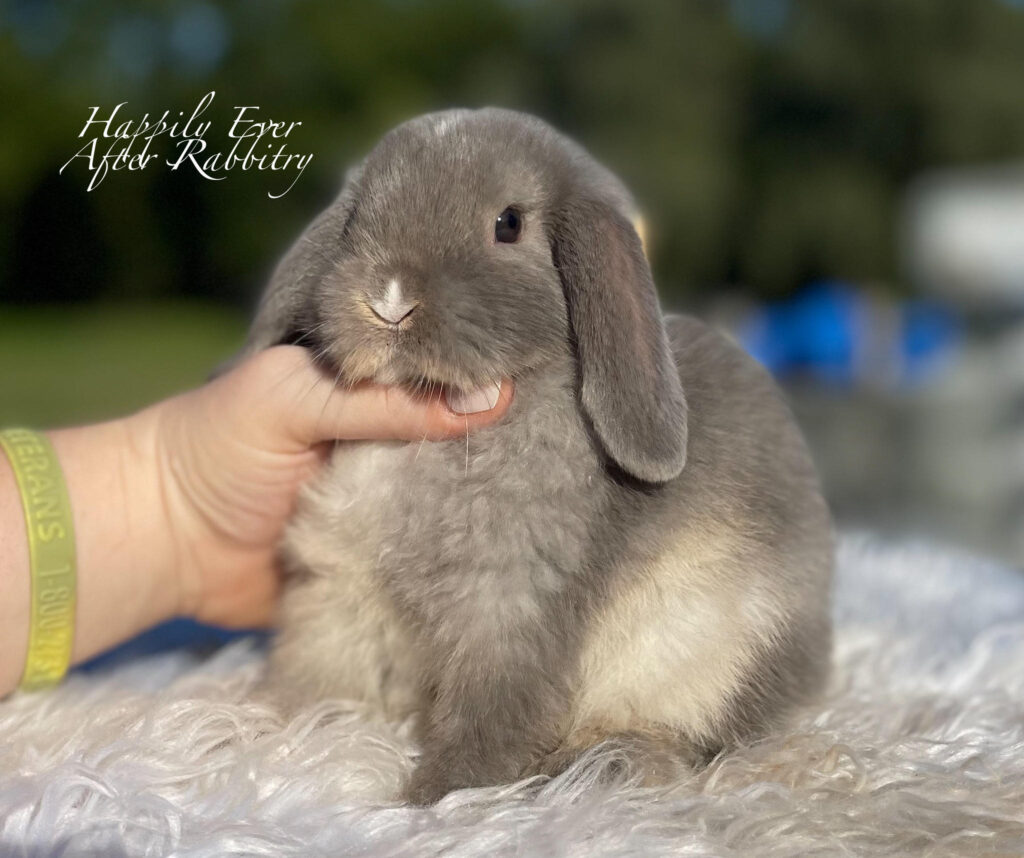 Bunny for Adoption near me