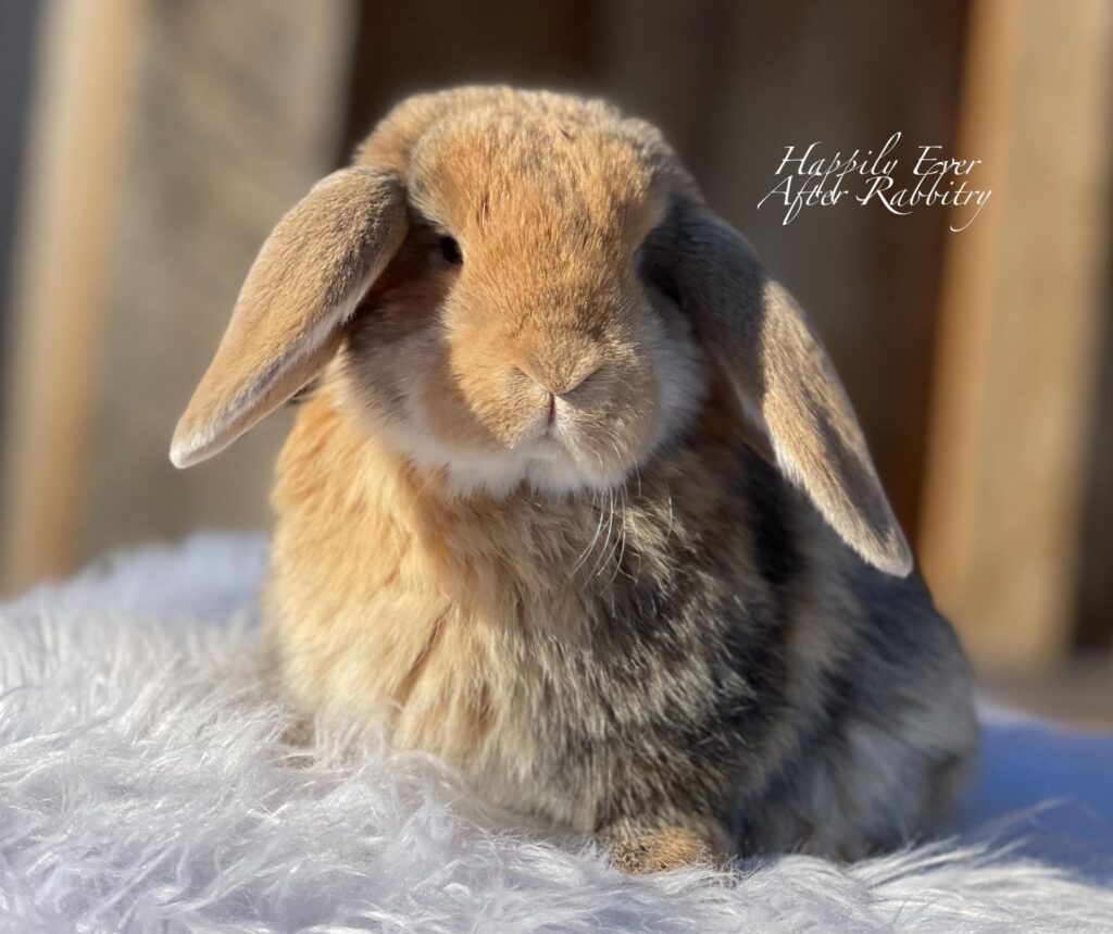 Local Joy: Adorable Rabbits for Sale Near Me – Find Your Furry Friend!