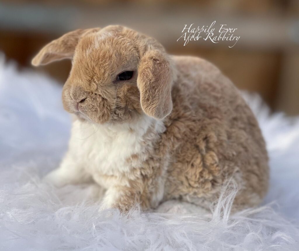 Explore adorable bunnies for sale near your location